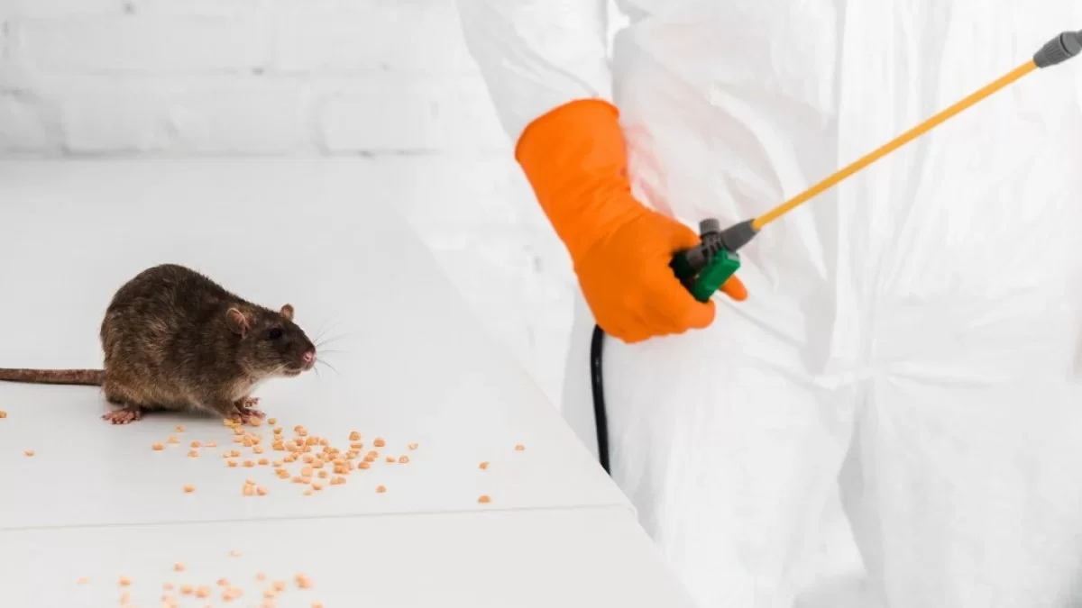 Fareler İçin En Etkili Korum Yöntemleri